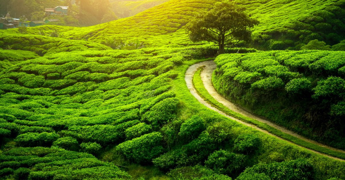 Darjeeling - Windamere Hotel Darjeeling Blog